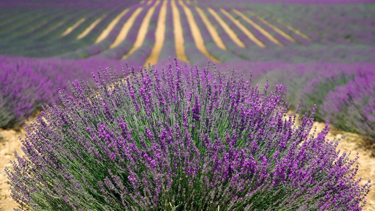 Champ de lavande avec mas provençal et montagnes du Luberon