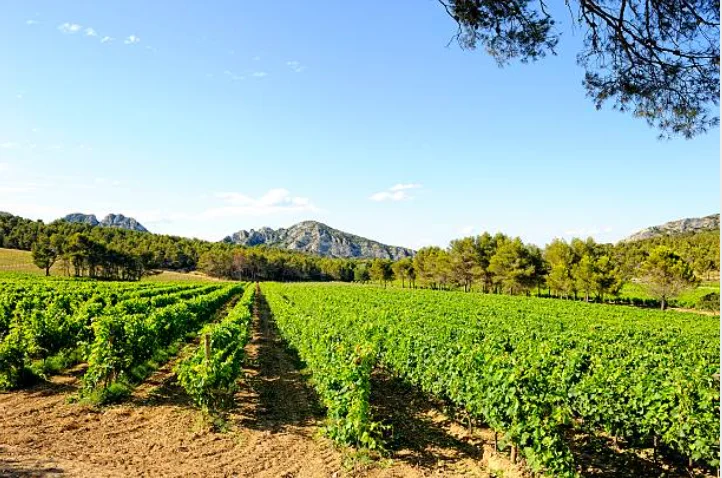 Vignobles du Luberon au pied des montagnes